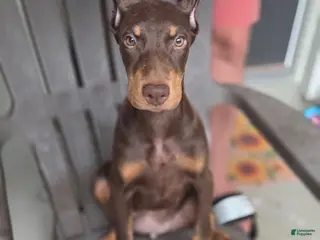 Doberman Pinscher dogs for sale: Doberman Pinscher 2 - Ad 2