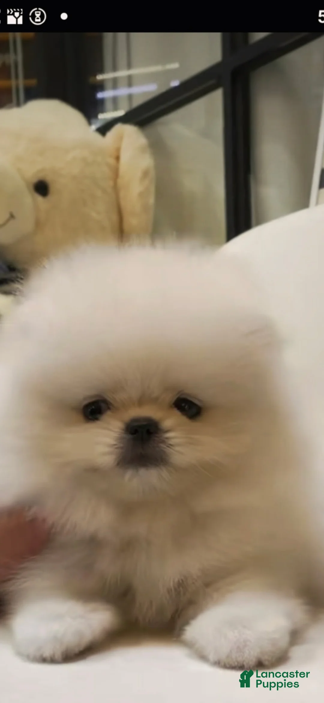 Pomeranian dogs for sale: Bon bon - Ad 2