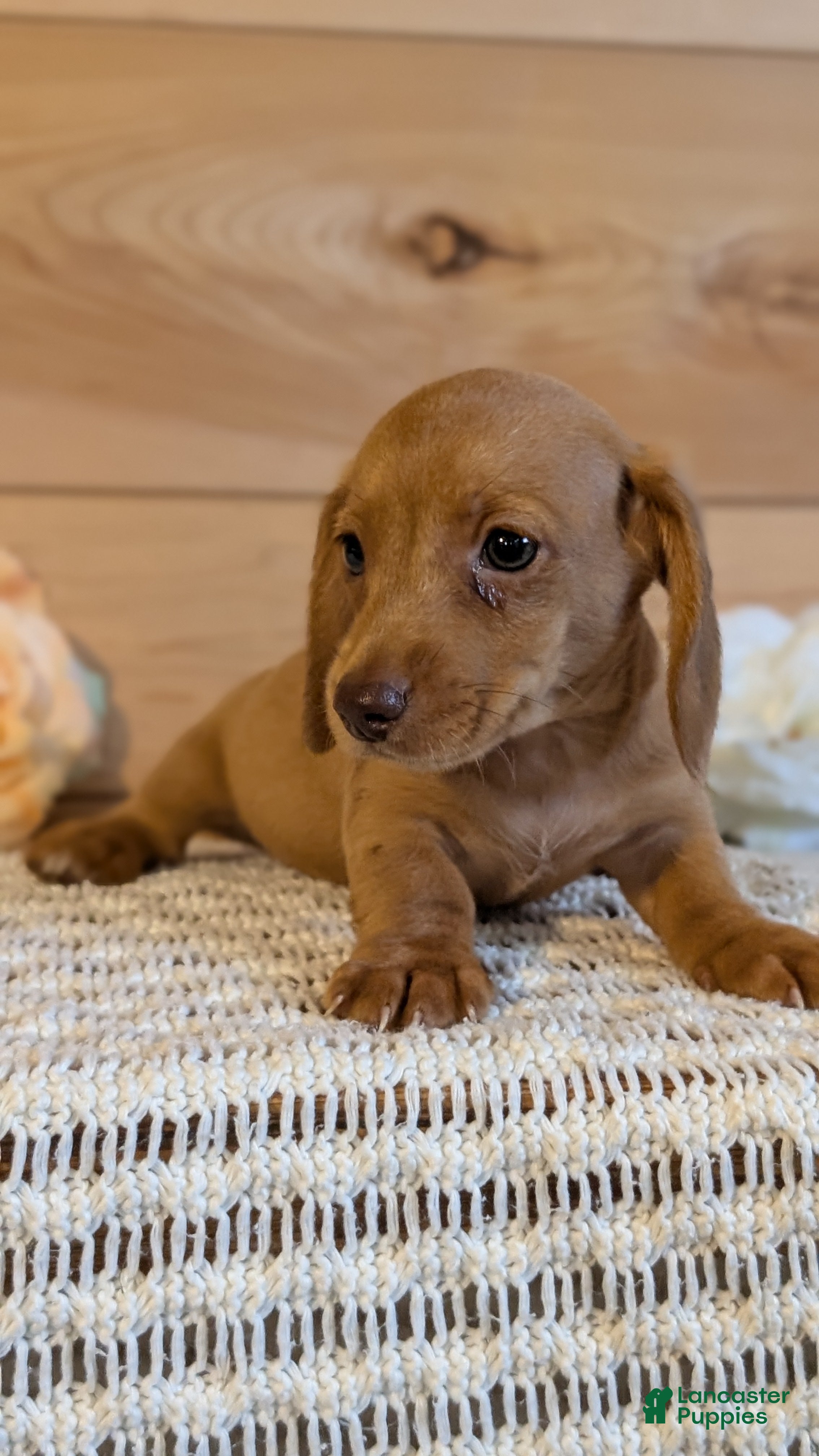 Miniature Dachshund dogs Hendrix  - Ad 2