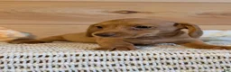 Miniature Dachshund dogs for sale: Hendrix  - Ad 2