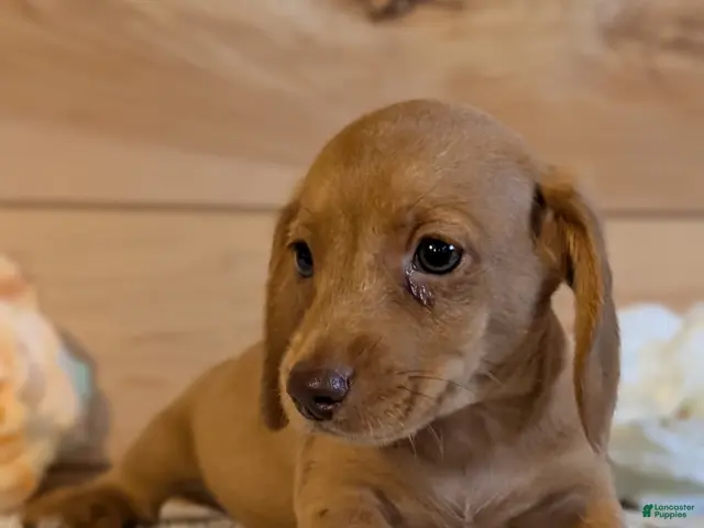 Miniature Dachshund dogs for sale: Hendrix - Ad 2