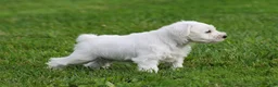 Miniature Schnauzer dogs for sale: George  - Ad 6