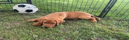 Labrador Retriever dogs for sale: Light Blue Collar Scooby - Ad 4