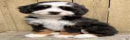 Mini Bernedoodle dogs for sale: 🩷IN BOSTON MASSACHUSETTS AREA🩷TRADITIONAL TRI COLOR🩷MINI BERNEDOODLE🩷 - Ad 4