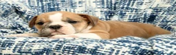 English Bulldog dogs for sale: Jaxson - Ad 9