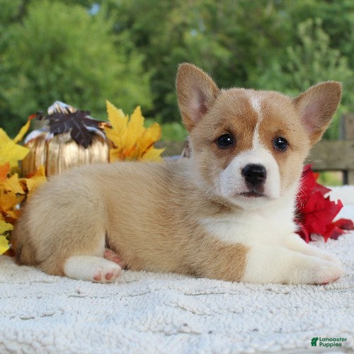 Welsh Corgi Pembroke dogs Sunny - Ad 1