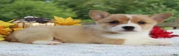Welsh Corgi Pembroke dogs for sale: Sunny - Ad 1