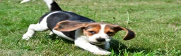 Beagle dogs for sale: Princess - Ad 5
