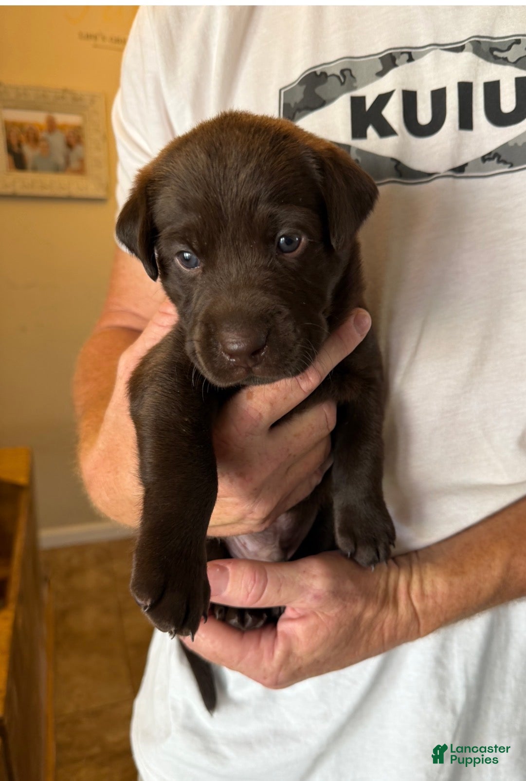 Labrador Retriever dogs Chocolate Labrador Retriever 2 - Blue Collar - Ad 1