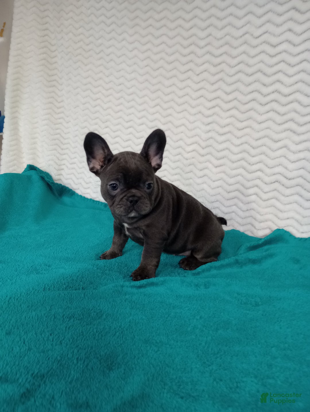 French Bulldog dogs for sale: Hazel  - Ad 3