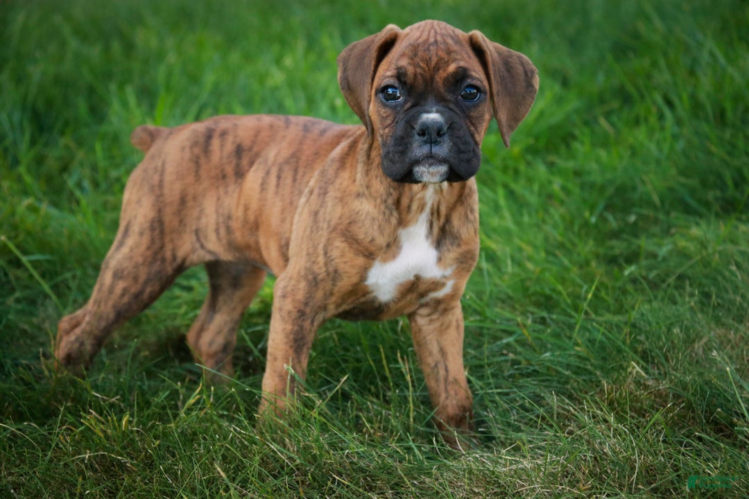 Boxer dogs for sale: Gemma - Ad 9