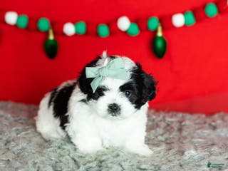 Teddy Bear dogs Maple - Ad 41