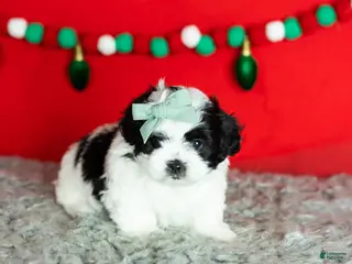 Teddy Bear dogs Maple - Ad 29