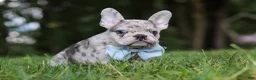 French Bulldog dogs for sale: Brodie - Ad 3