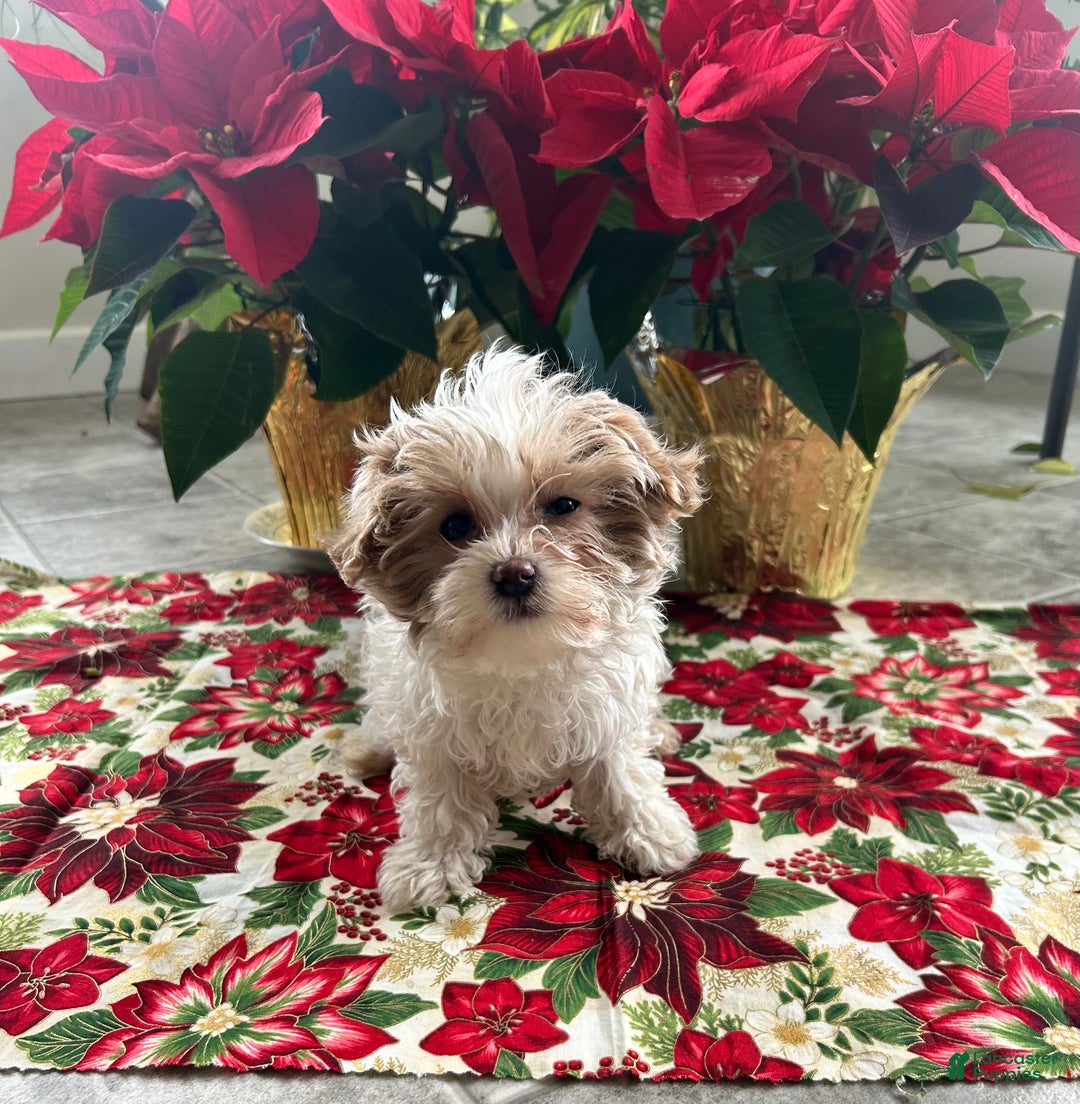 Maltipoo dogs for sale: DAISY - Ad 2