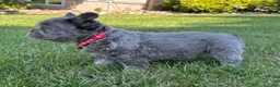 French Bulldog dogs for sale: Banjo Video ad - Ad 3