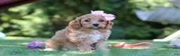 Cavapoo dogs for sale: Alexis - Ad 3