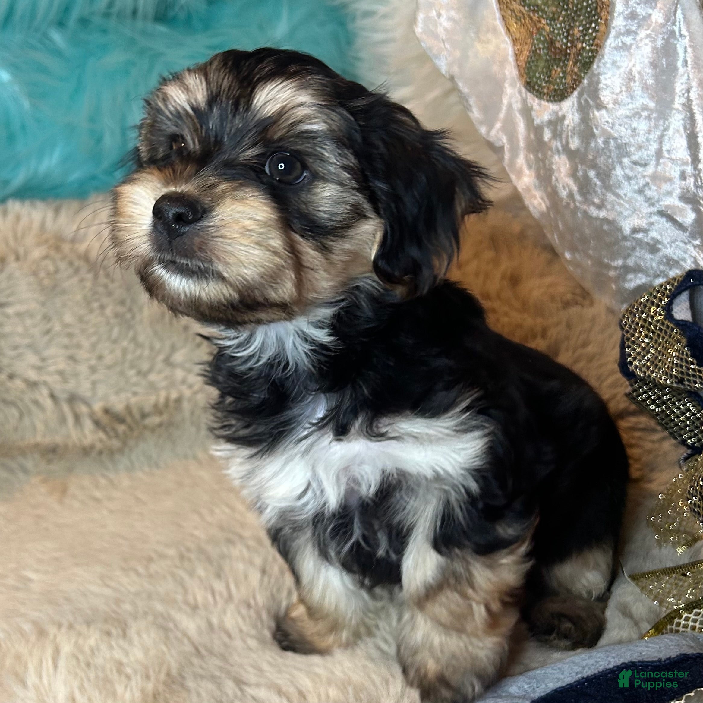 Morkie dogs Carter - Ad 10