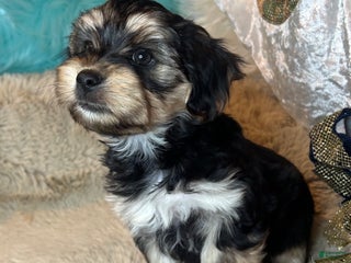Morkie dogs Carter - Ad 14