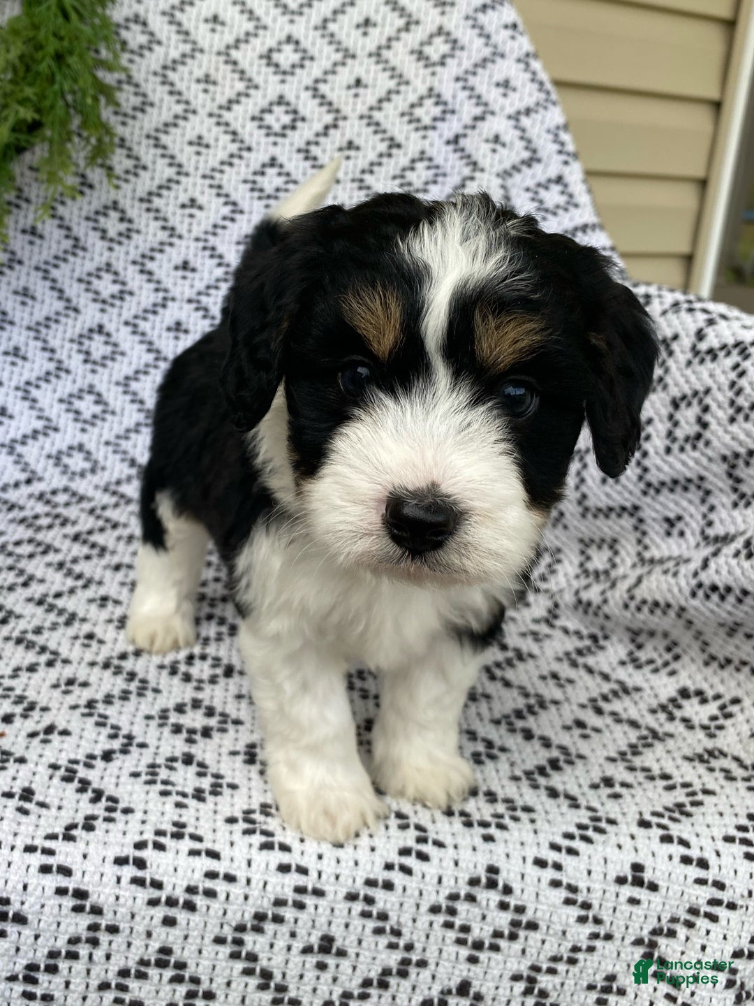 Mini Aussiedoodle dogs for sale: Blake - Ad 6