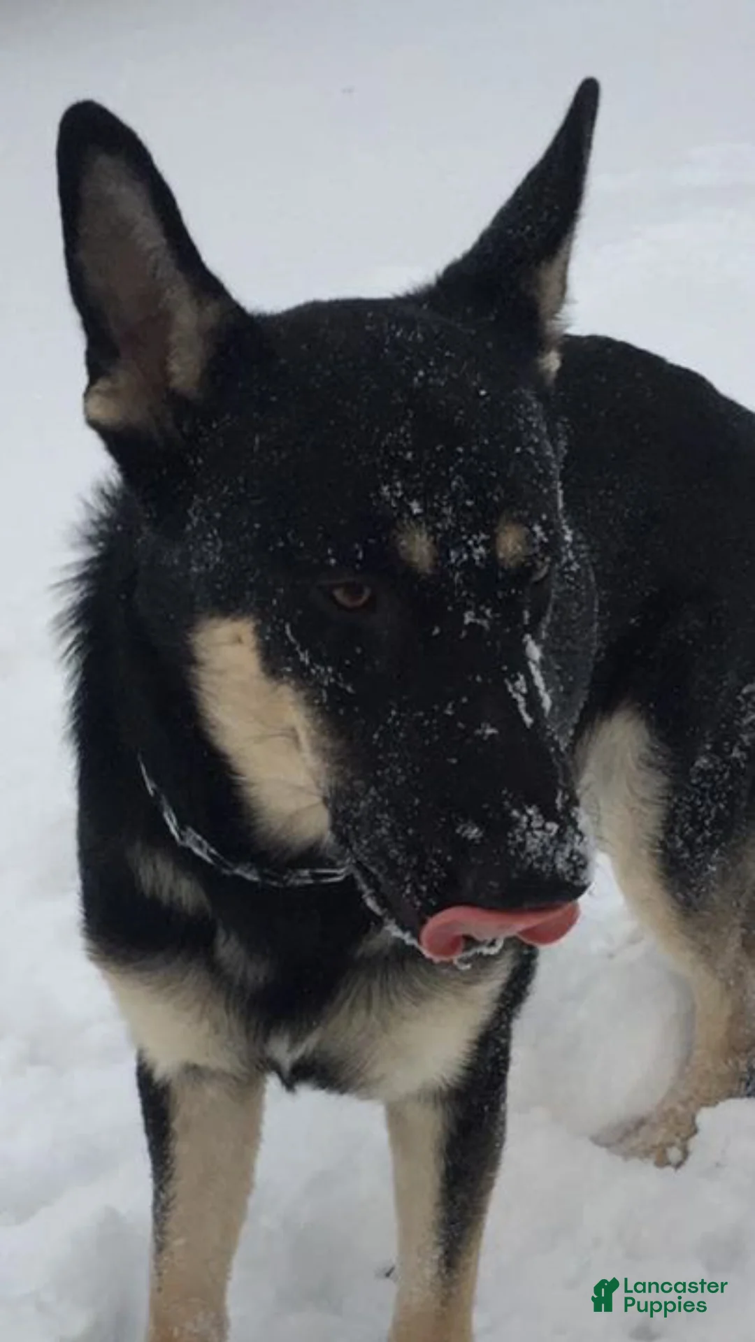 German Shepherd dogs for sale: Max - Ad 2