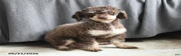 Toy Poodle dogs for sale: Kerry - Ad 4