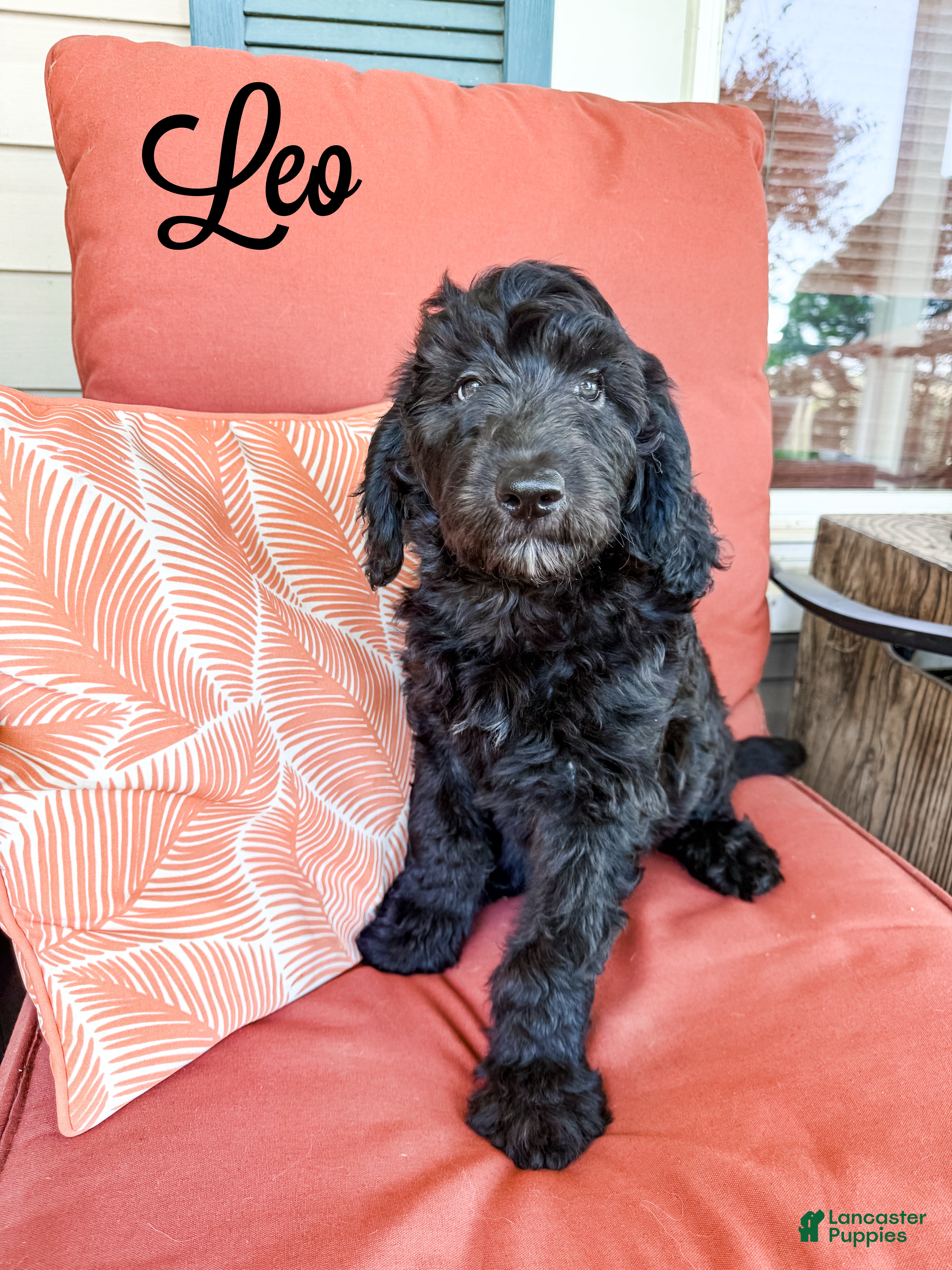 Goldendoodle dogs Leo - Ad 1