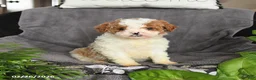 Cavapoo dogs for sale: Merle - Ad 3