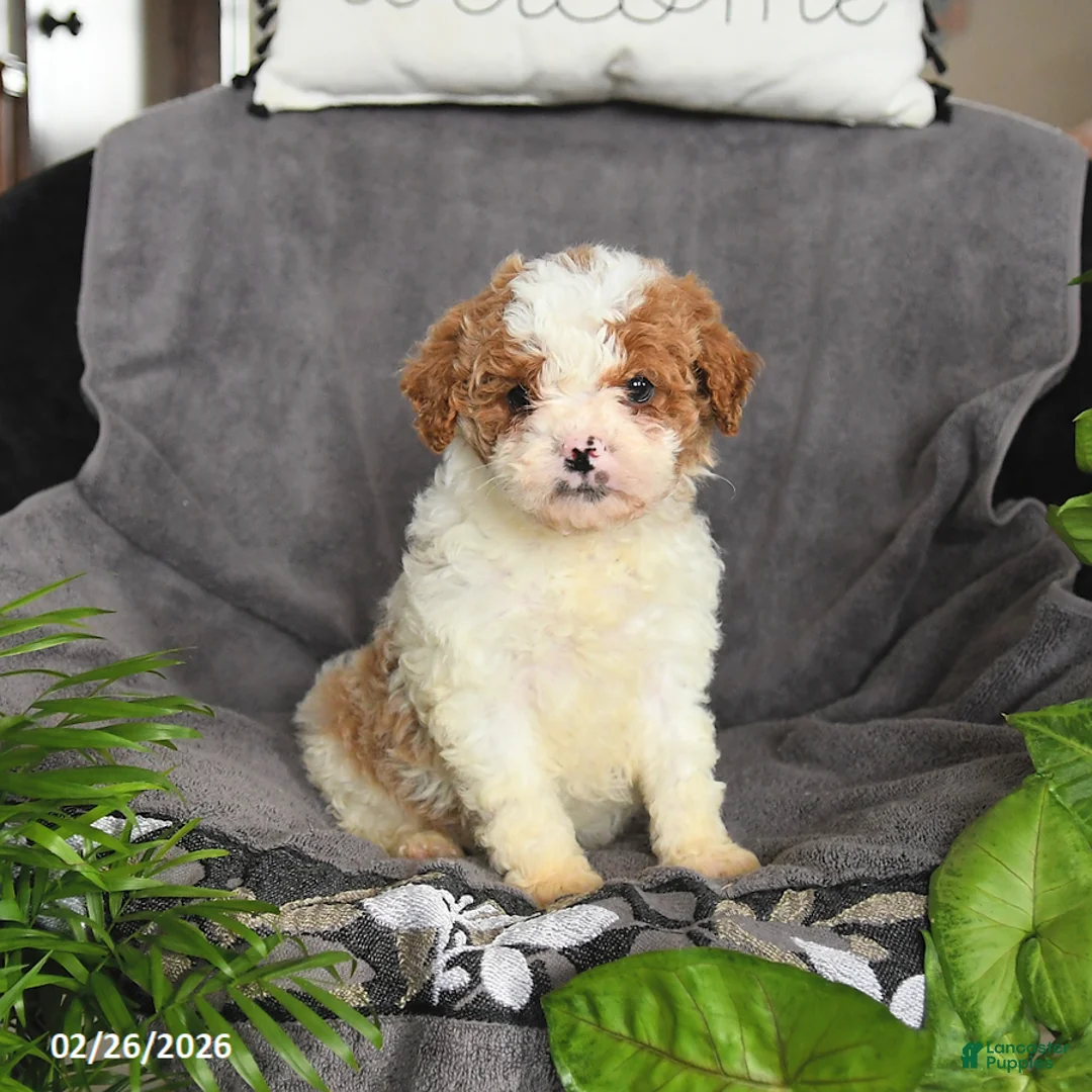 Cavapoo dogs for sale: Merle - Ad 3