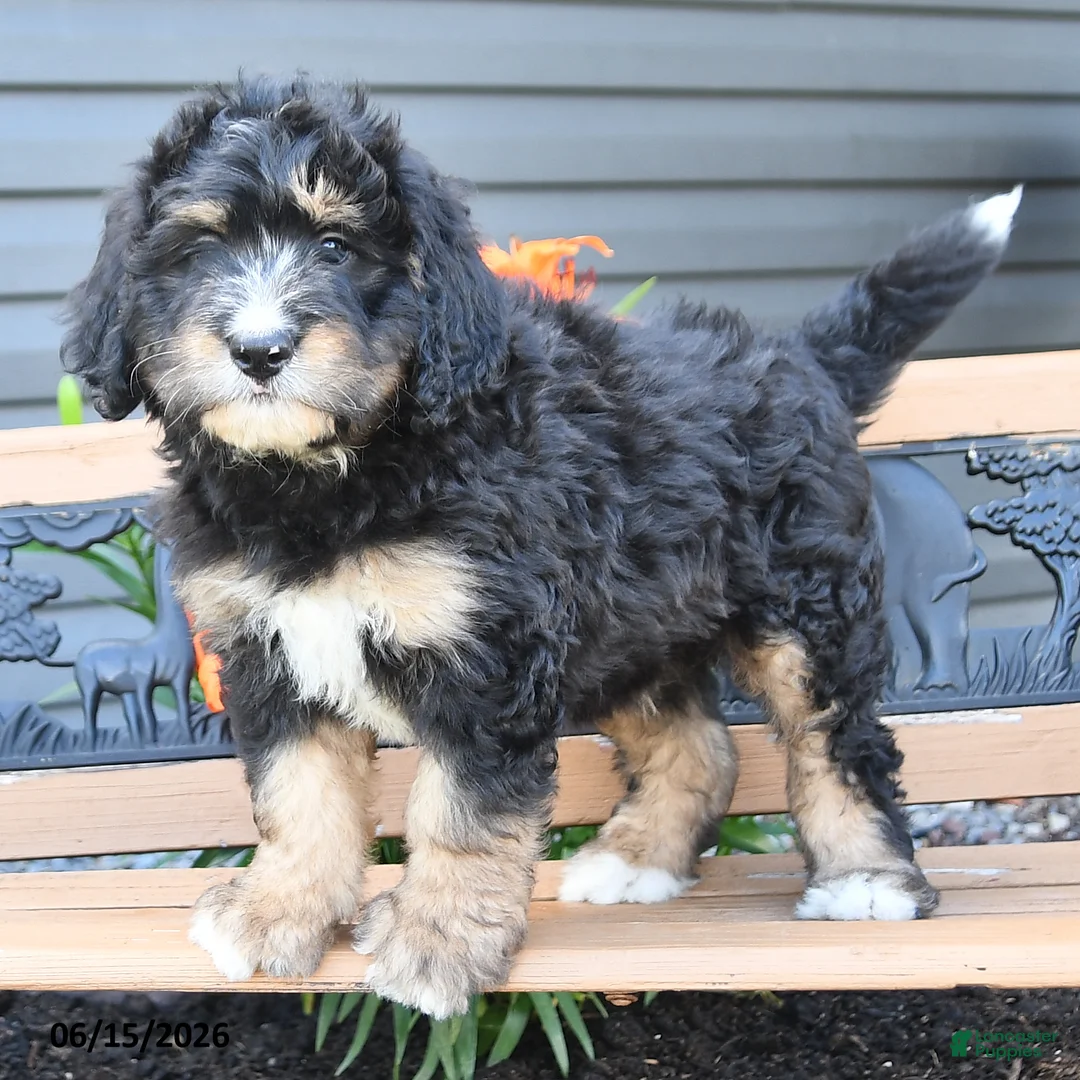Bernedoodle dogs for sale: Nash - Ad 2