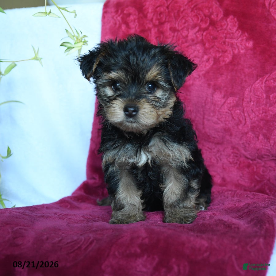 Yorkshire Terrier dogs Avangeline - Ad 1