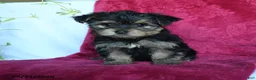 Yorkshire Terrier dogs for sale: Avangeline - Ad 1