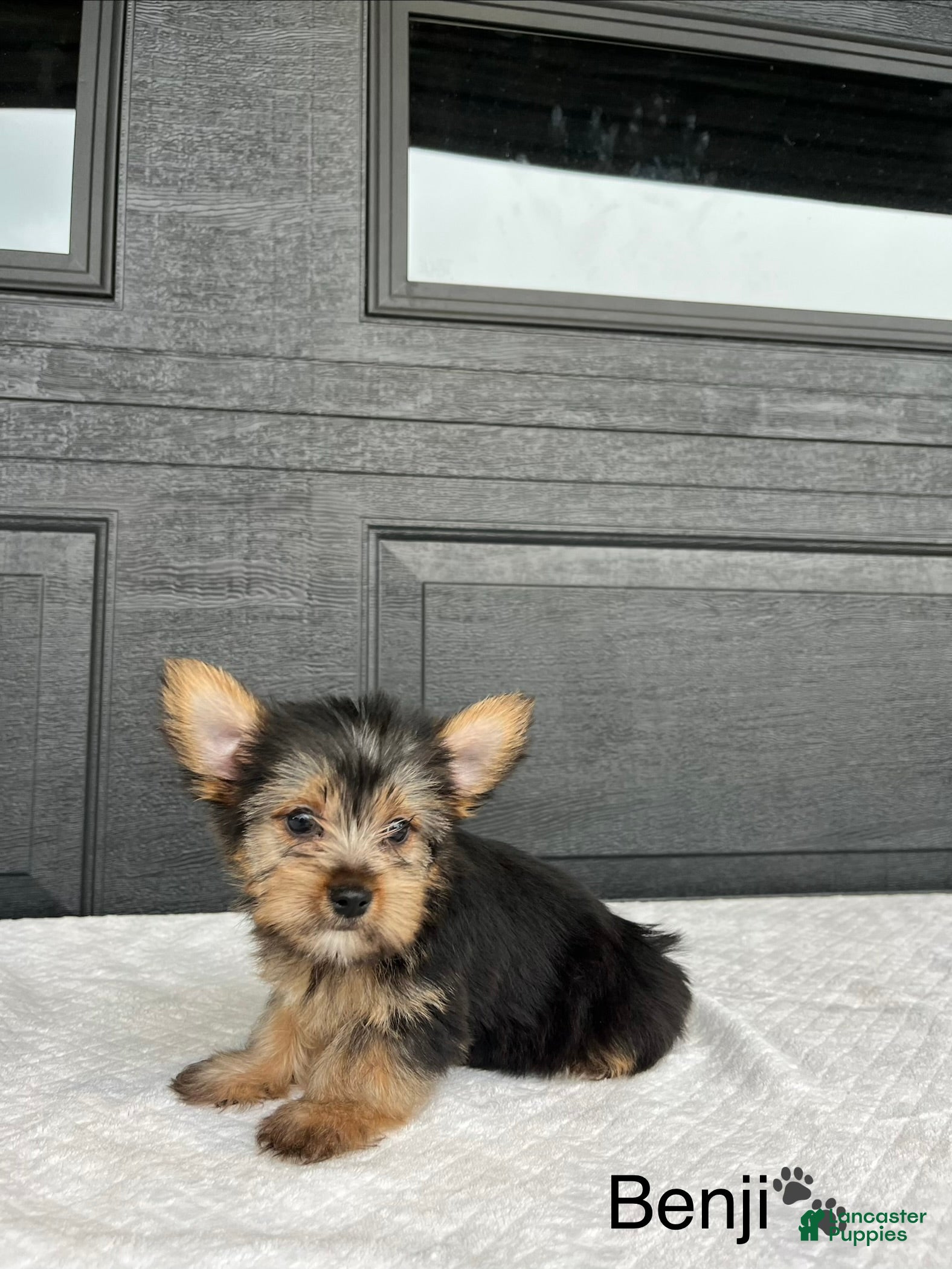 Yorkshire Terrier dogs Benji - Ad 2