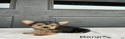 Yorkshire Terrier dogs for sale: Benji - Ad 2