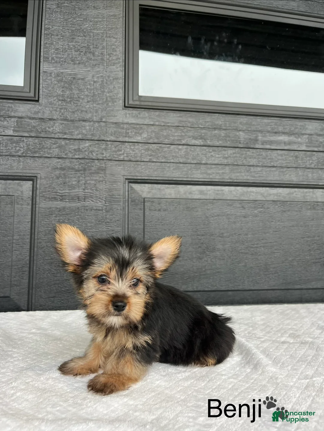 Yorkshire Terrier dogs for sale: Benji - Ad 2
