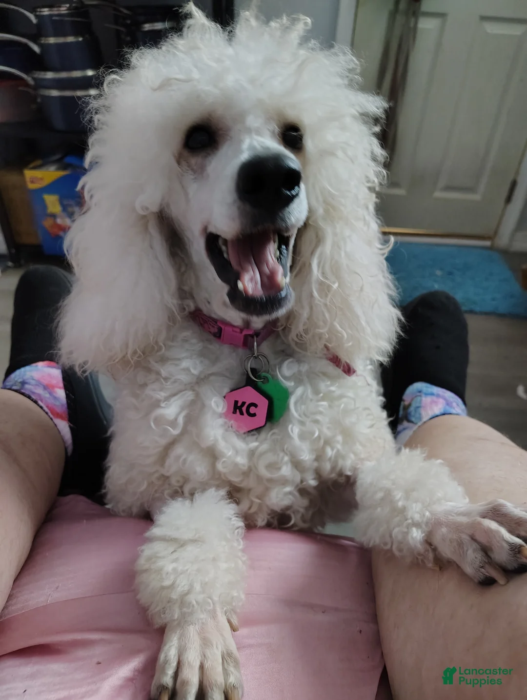 Miniature Poodle dogs for sale: KC - Ad 2