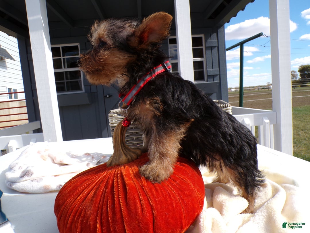 Yorkshire Terrier dogs for sale: Yorkshire Terrier Puppy 4 Milo - Ad 4