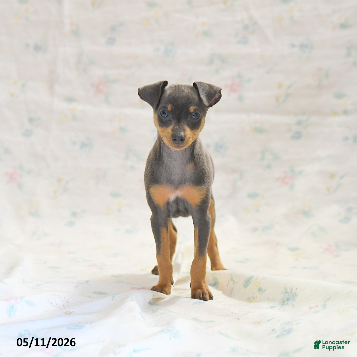 Miniature Pinscher dogs Phalina - Ad 2
