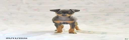 Miniature Pinscher dogs for sale: Phalina - Ad 2