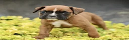 Boxer dogs for sale: Tilly  - Ad 3