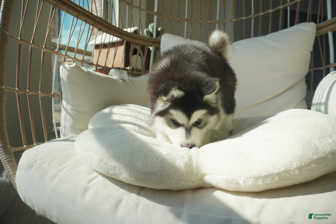 Alaskan Malamute dogs for sale: Xiao Cheng - Ad 6