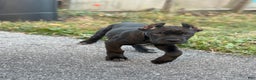 Cane Corso dogs for sale: Vanilla  - Ad 6