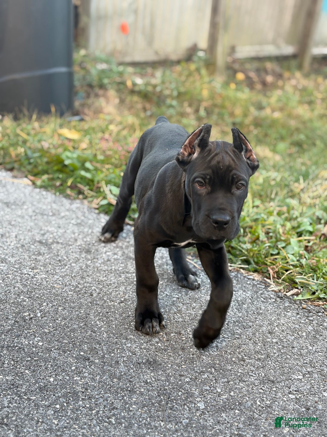 Cane Corso dogs for sale: Vanilla  - Ad 6