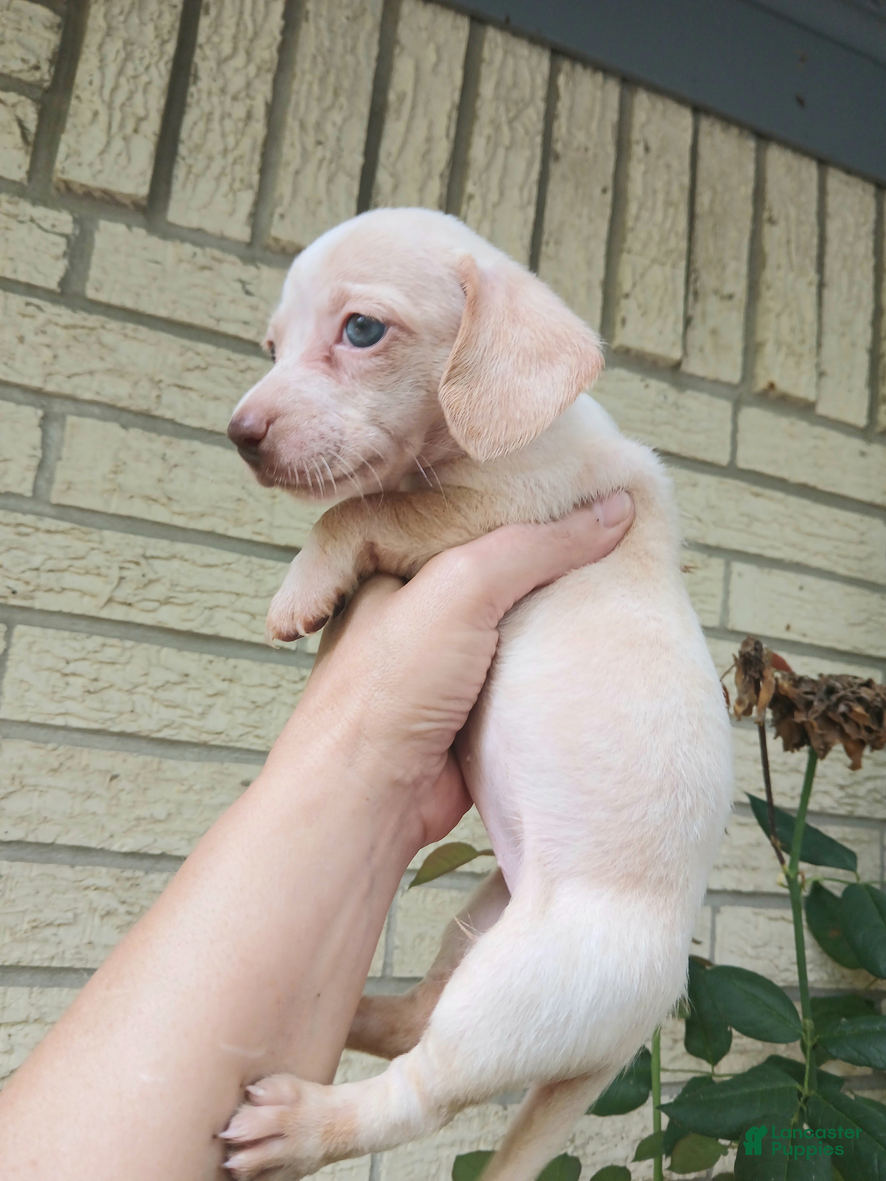 Miniature Dachshund dogs Sugar pies white girl chocolate nose. Hand delivery  - Ad 36