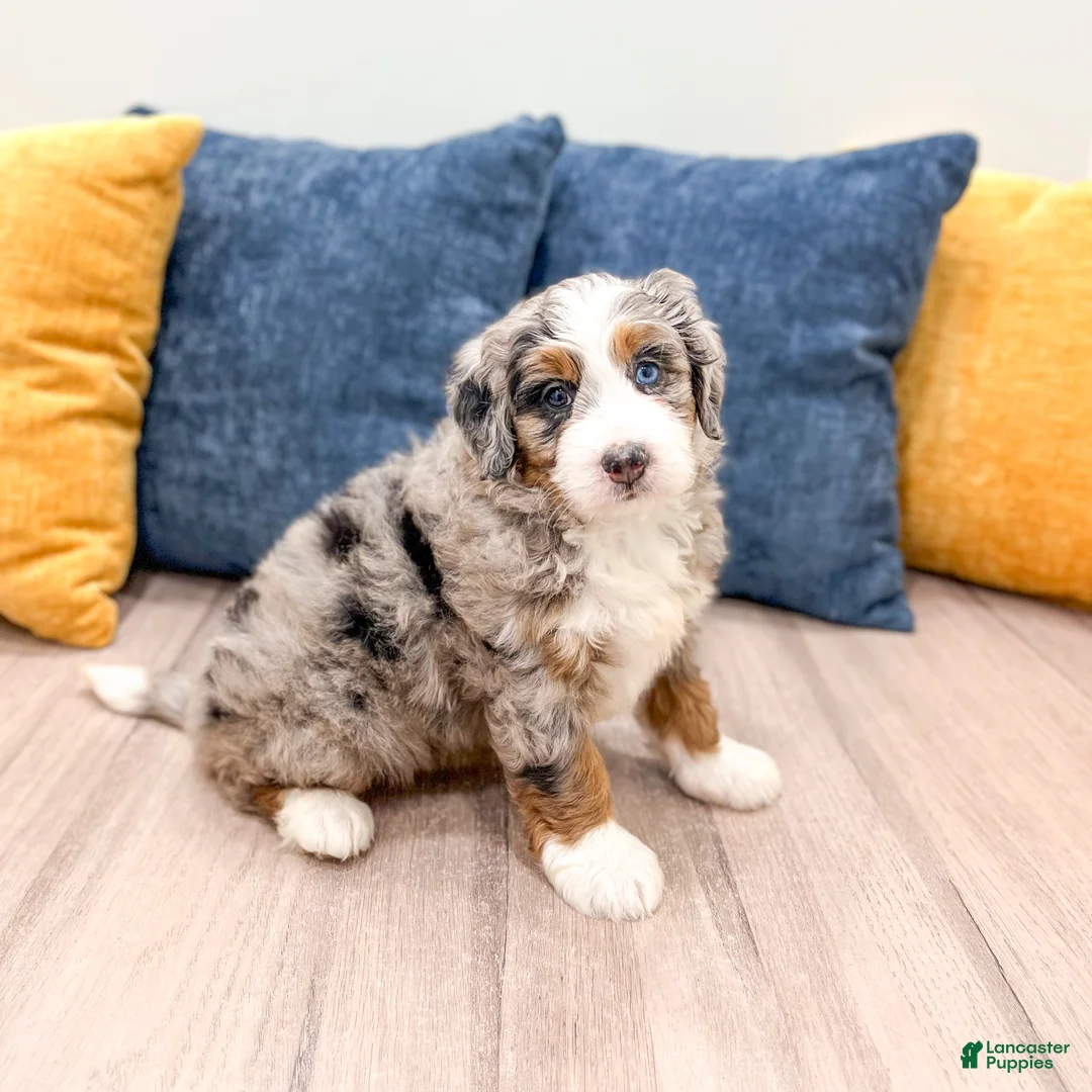 Mini Bernedoodle dogs for sale: Jenny - Ad 2