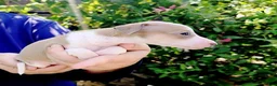 Italian Greyhound dogs for sale: Sunny - Ad 5