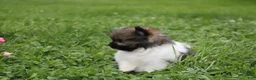 Pomeranian dogs for sale: Juno - Ad 5