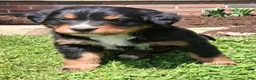 Bernese Mountain Dog dogs for sale: Bruno  - Ad 2