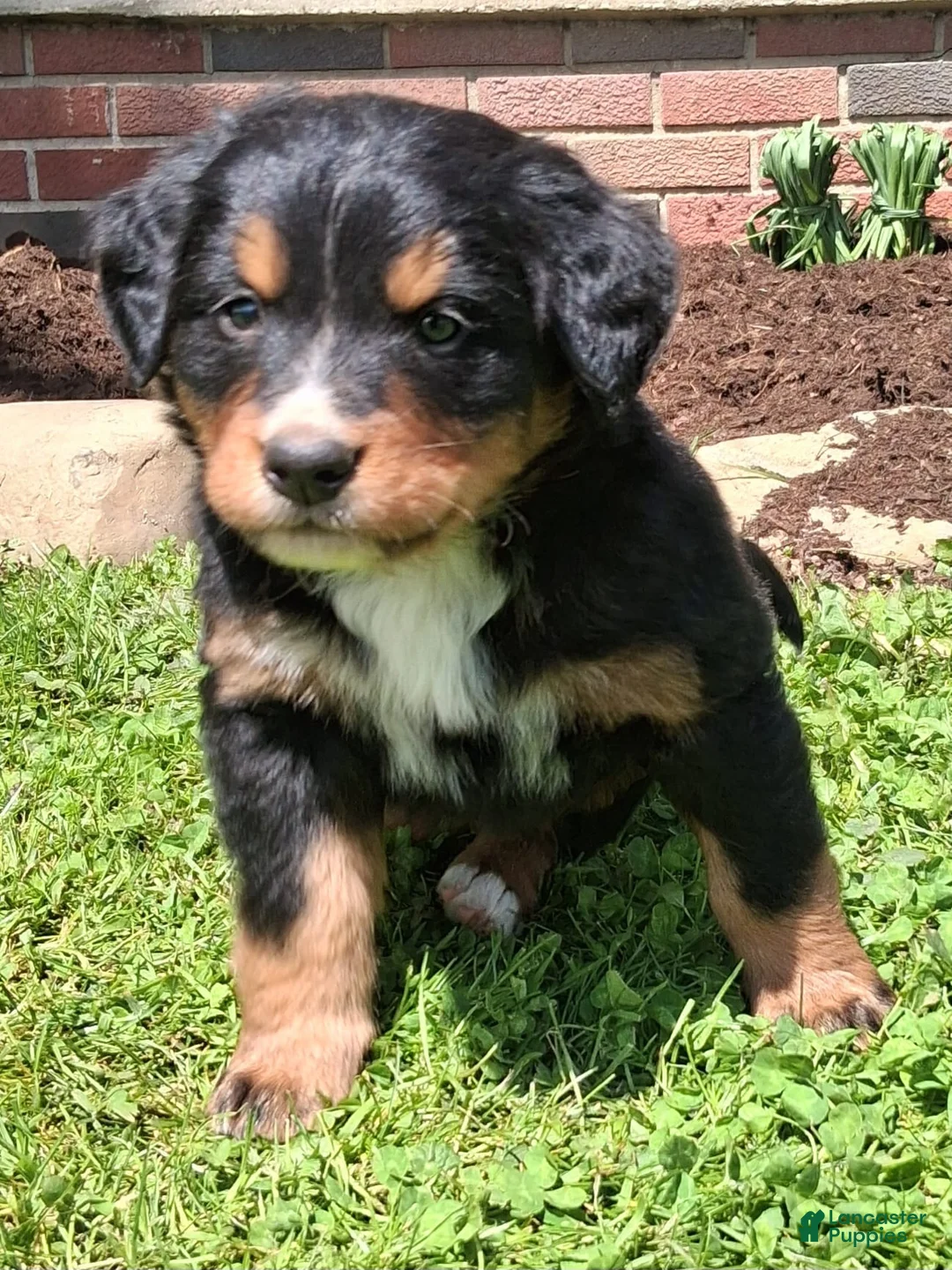 Bernese Mountain Dog dogs for sale: Bruno  - Ad 2