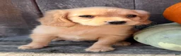 Miniature Golden Retriever dogs for sale: Willow Female Mini Golden Retriever - Ad 8